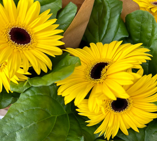 yellow gerbera daisy 2.jpg