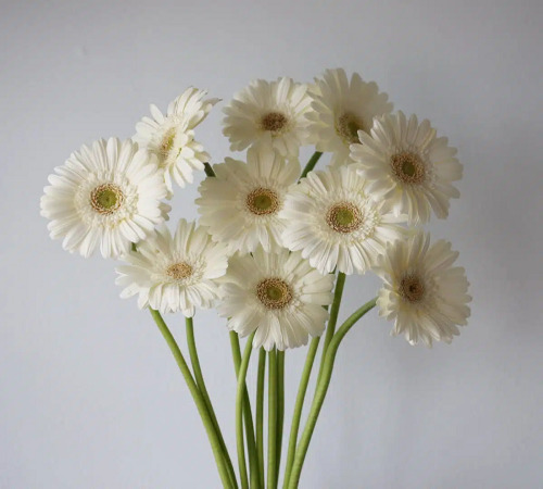 white gerbera daisy 3.jpg