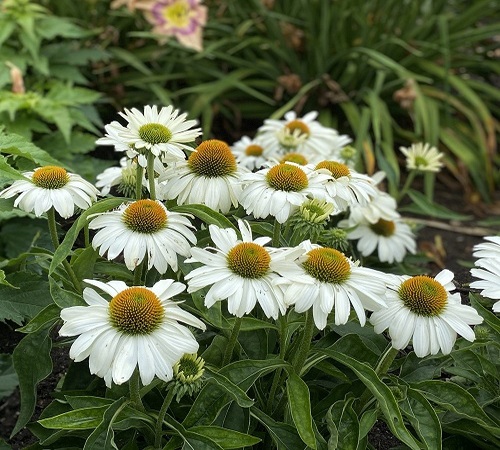 white echinacea2.jpg