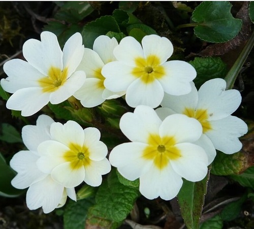 white primrose3.jpg
