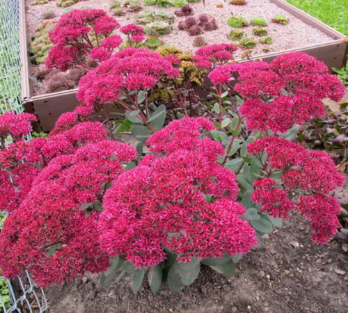 sedum 3.jpg