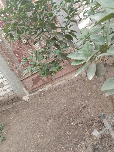 IMG ٢٠٢٦٠٤١٧ ١٧٢٠٤٣.jpg