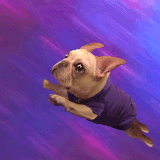 深蹲.gif