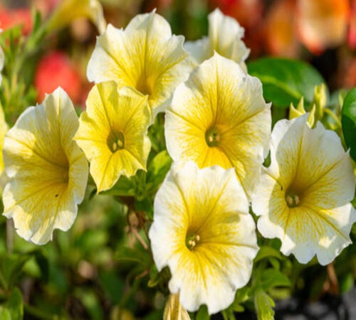 Close up of a yellow and white flowers in garden.jpg