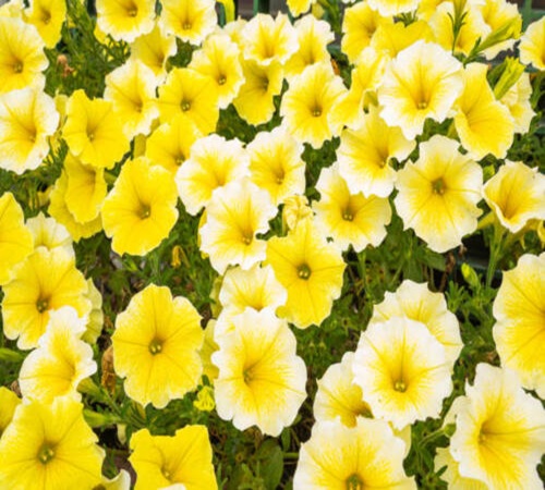 many flowers.jpg