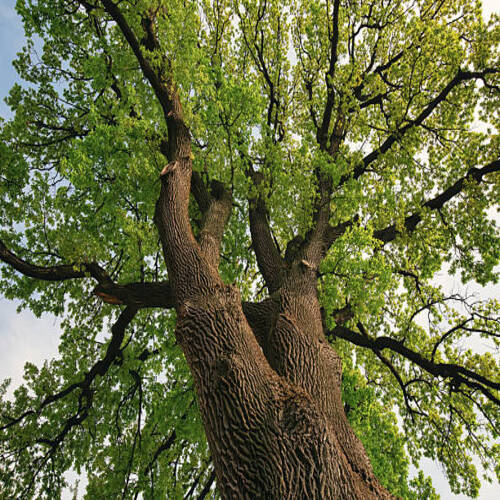 Low angle view of massive old tree with thick textured trunk and spreading branches, covered in fres.jpg