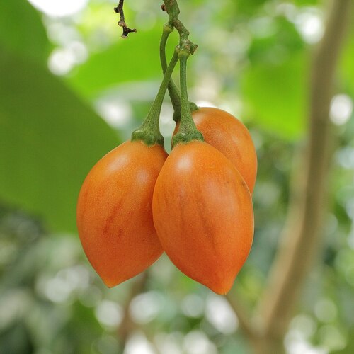 Solanum betaceum.jpg
