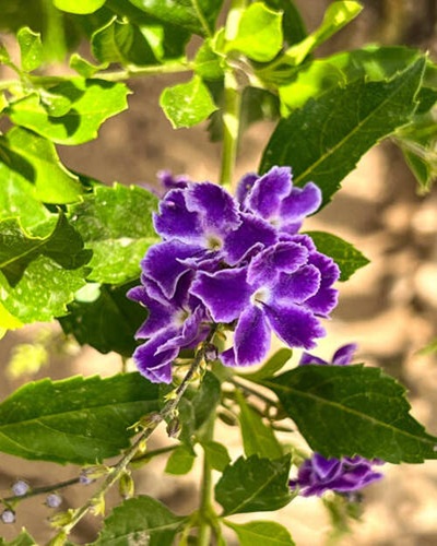 The Duranta repens flowers (or Golden Dewdrop) growing by the road in Cyprus, near the castle of Kol.jpg