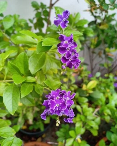 A vertical shot of golden dewdrops blossoming in the garden.jpg
