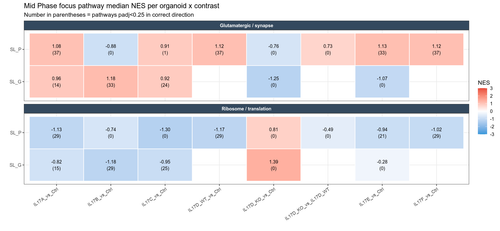 03 focus pathway heatmap.png