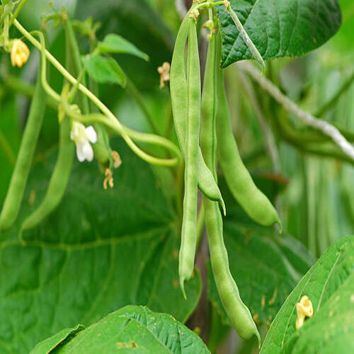 Climbing beans are growing..jpg