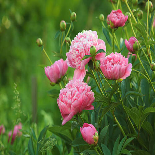 European peony, or Common peony (Paeonia officinalis).jpg