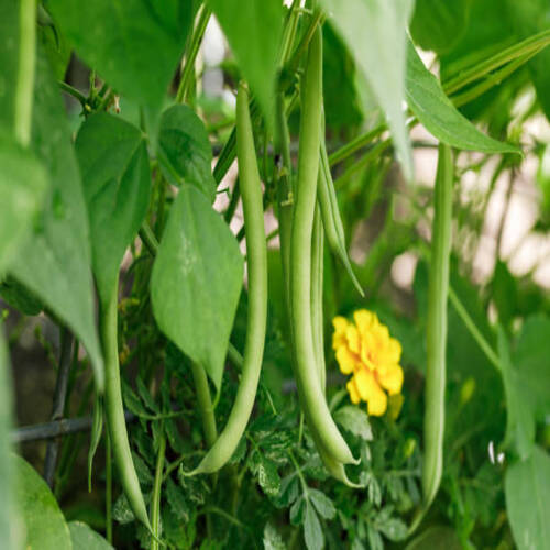 Organically homegrown 'Provider' bush snap green beans growing in a garden in summer.jpg