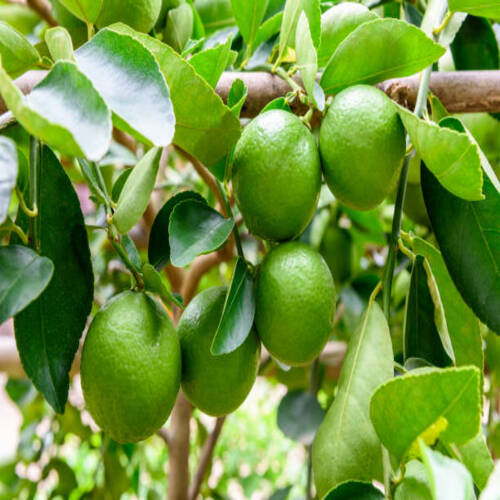 Green limes on a tree. Lime is a hybrid citrus fruit, which is typically round, about 3-6 centimeter.jpg