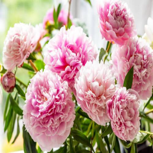 Vibrant pink peonies in full bloom by a bright window, illuminated by soft natural light indoors.jpg