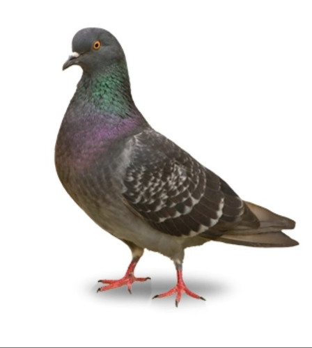 compressed profile 286 1777383148.jpg