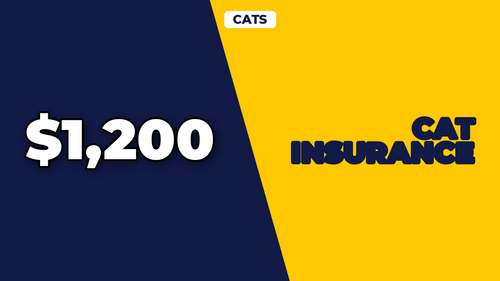 thumb cat insurance do you really need it landscape.png