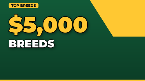 thumb dog breeds with highest insurance rates landscape.png