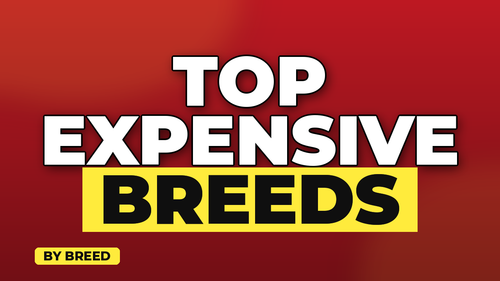 thumb average pet insurance cost by breed landscape.png
