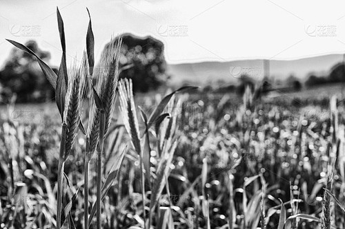 606 01 高草丛中.jpg