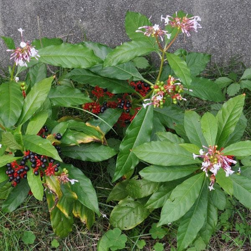 nurserylive rauvolfia serpentina sarpgandha plant.jpg