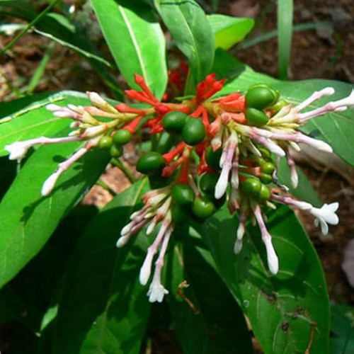 61wL5cqK7sL. SL1000 .jpg