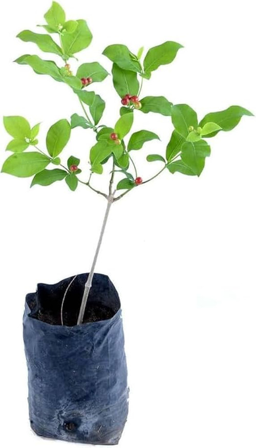 41tt0xhe5hL. AC UF1000,1000 QL80 .jpg