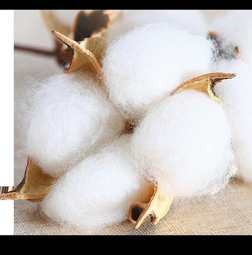 569 01 棉花白了.jpg