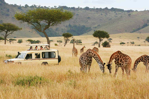 safari truck giraffes micato safaris SAFARIGUIDETIPS0721 2549bb165aa34dc193cb8b6f3958654b.jpg