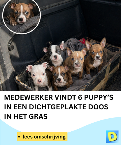  Doldwaas Dagblad 142 (29).png