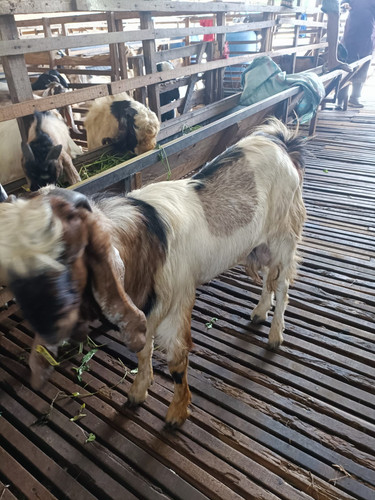 Kode 669 Tipe A Berat 28 9 kg.jpg