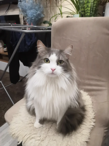 Discord k239bYtFfN.png