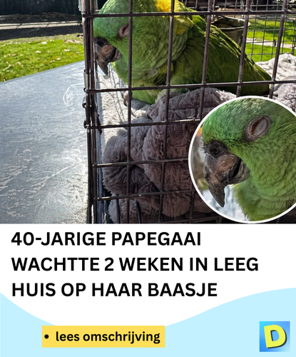  Doldwaas Dagblad 142 (33).png