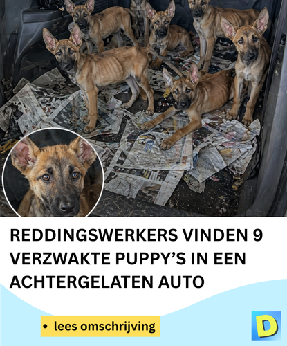  Doldwaas Dagblad 142 (32).png