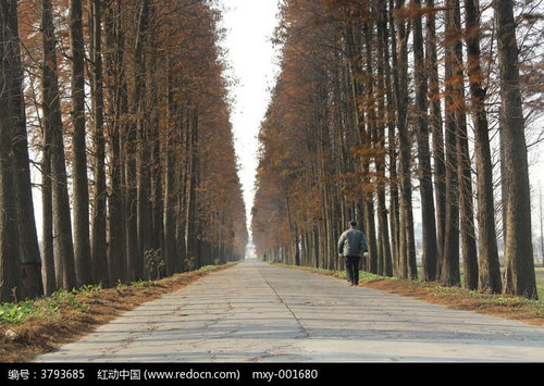 467 01 乡间路.jpg