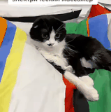 c20b344731ef.gif