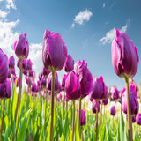 purple tulips blooming against a sunny sky.jpg