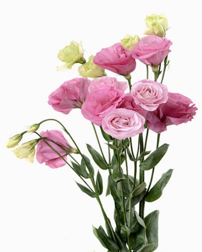 Closeup of fresh lisianthus flower on white with space for your copy..jpg