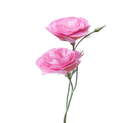Two pink flowers of Eustoma isolated on white..jpg