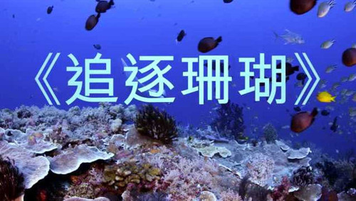 2893 02 追逐珊瑚.jpg