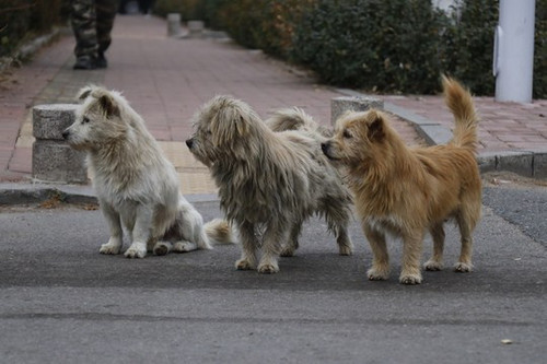 2911 01 流浪狗.jpg