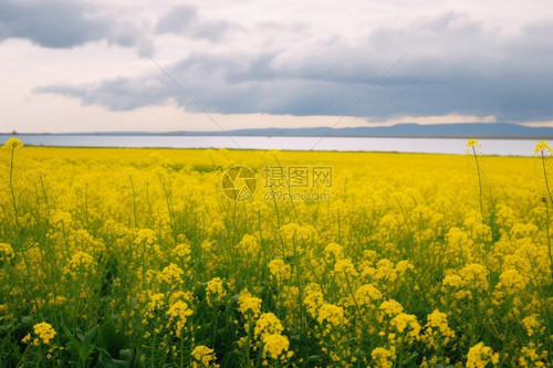 2823 01 油菜花开的季节.jpg