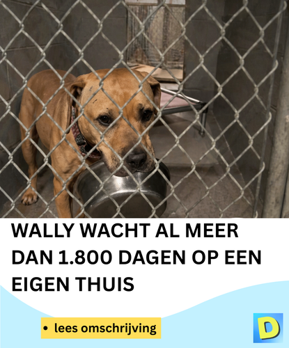  Doldwaas Dagblad 142 (36).png