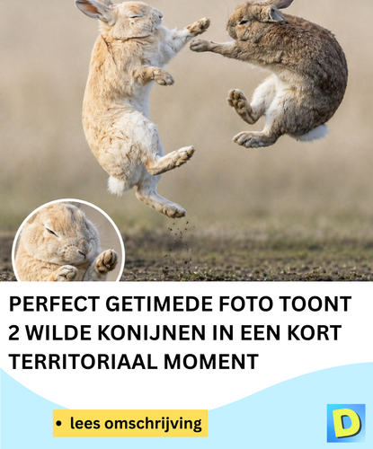  Doldwaas Dagblad 142 (37).png