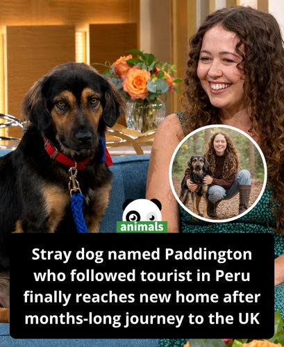 550. The pet I’ll never forget Paddington, the street dog from Peru who roars like a bear.png
