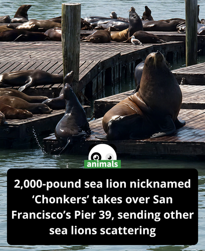 549. Sea Lion Named ‘Chonkers,’ Nearly 3 Times the Size of His Peers, Sends Other Animals Fleeing as.png