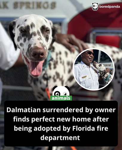 553. Surrendered Dalmatian Left Without a Home Ends Up with a Firehouse Full of Adopters.png