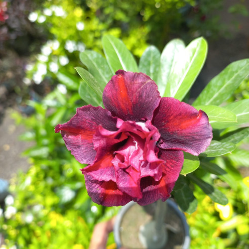 20240714 113215 scaled.jpg