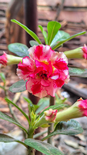 7pM7 f6SWCn0zYAK1smx7bQA9lF8ToRUSwXpcL4tcsIdEPHbKG1SXpK90u pMLkWb992QRwKkkirIdJ5odA8v012vpRDzoqdLkpx.jpg