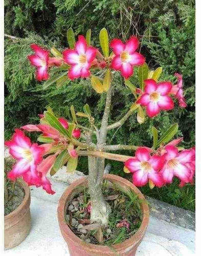 61ASQufpUnL. AC UF1000,1000 QL80 .jpg